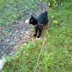 Julietta in Garden