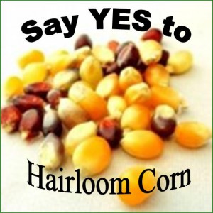 Heirloom Corn