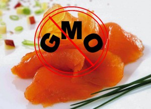 GMO SALMON